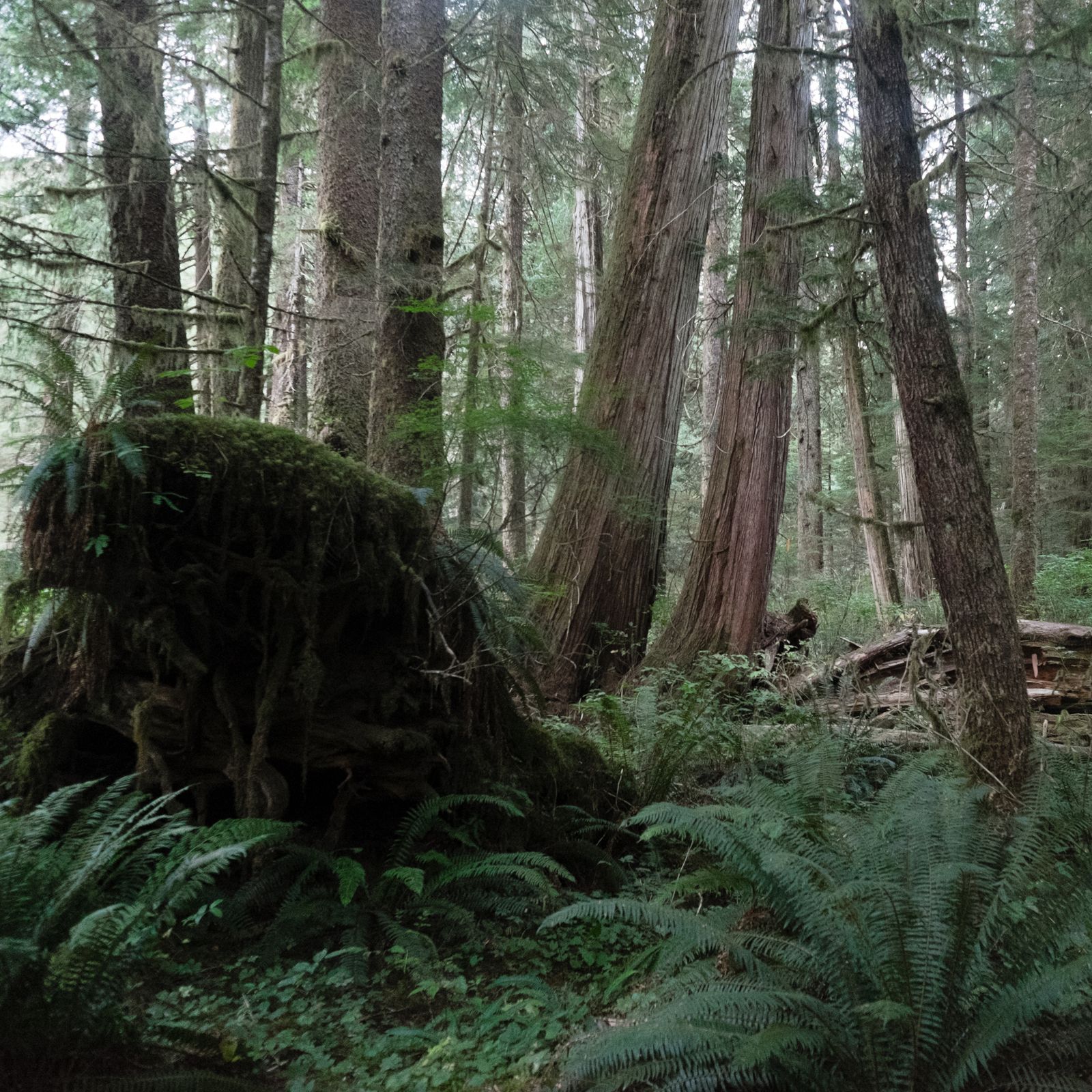 Old-growth western red cedar in the West Walbran Valley, Vancouver Island